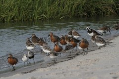 Red Knots, Dunlin, Ruddy Turnstones on the Beach Photo – Various Sizes