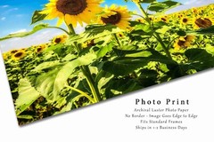 Sunflower Field Kansas Farm Country Rural Landscape Photography Print