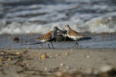 Dunlin Photo 1, Pick One Image – Various Sizes