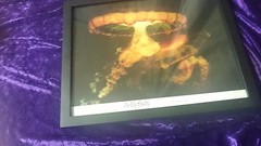 JELLYFISH by GAIL OTTENHEIMER – THE FRAMED SCIENCE NATURE PHOTOGRAPH 14×11 Inche