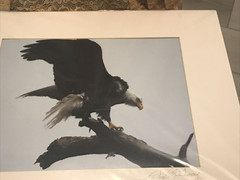 American Bald Eagle Perched – Matted for 20″ x 16.25″ Signed David Z Guy