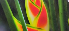 “Flower – Costa Rica” – Erid D. Photography – Vivid Nature in Bloom – 11.5″ × 18