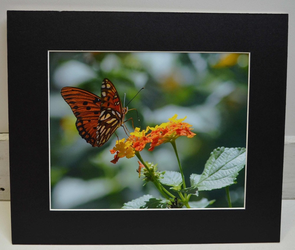 Gulf fritillary Butterfly Photograph mounted on foam core /w black matte