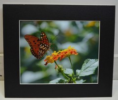 Gulf fritillary Butterfly Photograph mounted on foam core /w black matte