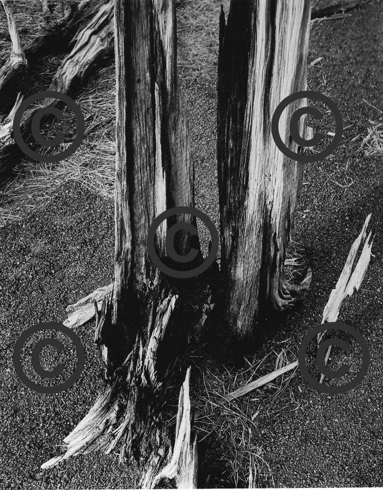 Book Plate Ansel Adams B/W 4-1/2 X 5-5/8″ Dead trees, Sunset Crater NP AZ 1947