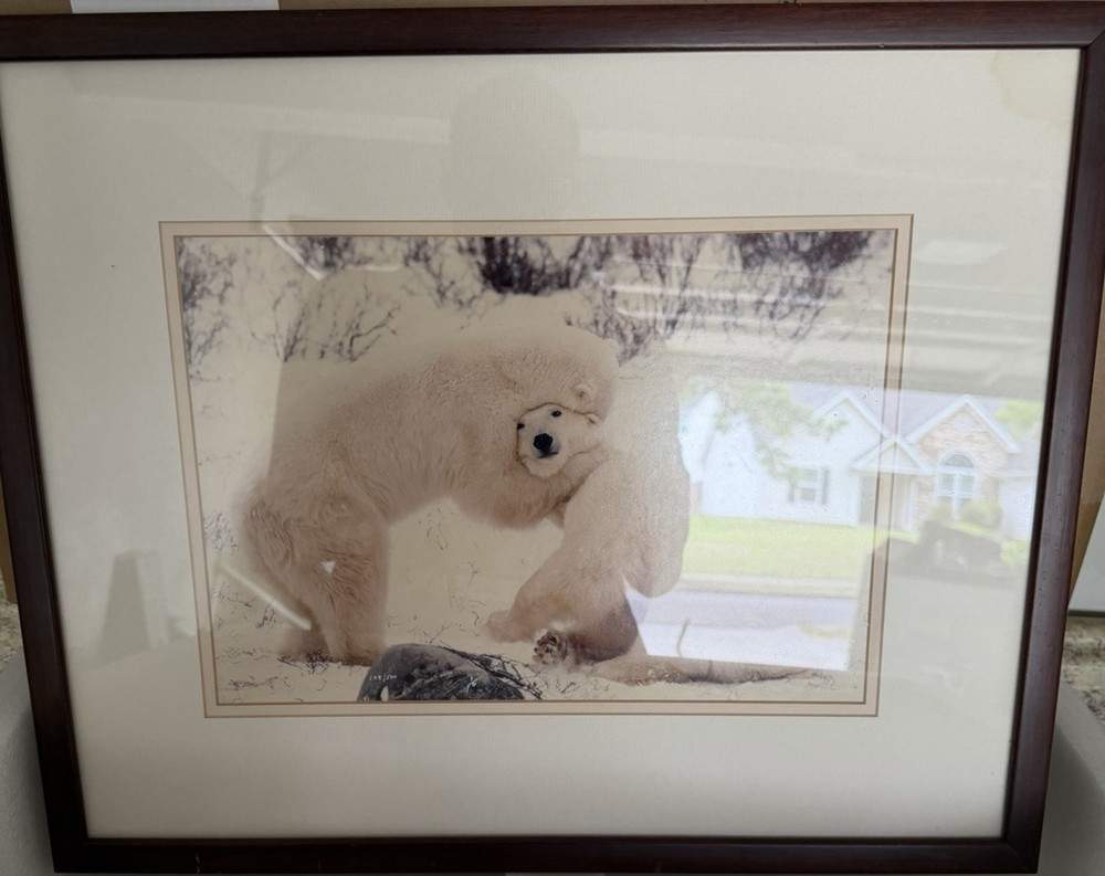 Framed Matted Polar Bear Wildlife Color Landscape Photograph Animals Nature