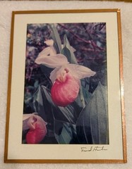 Vtg Fred Horton Photography of Ladyslipper in Copper Frame Signed 5x7in