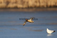 Green Winged Teal Photo, Pick One Image – Various Sizes
