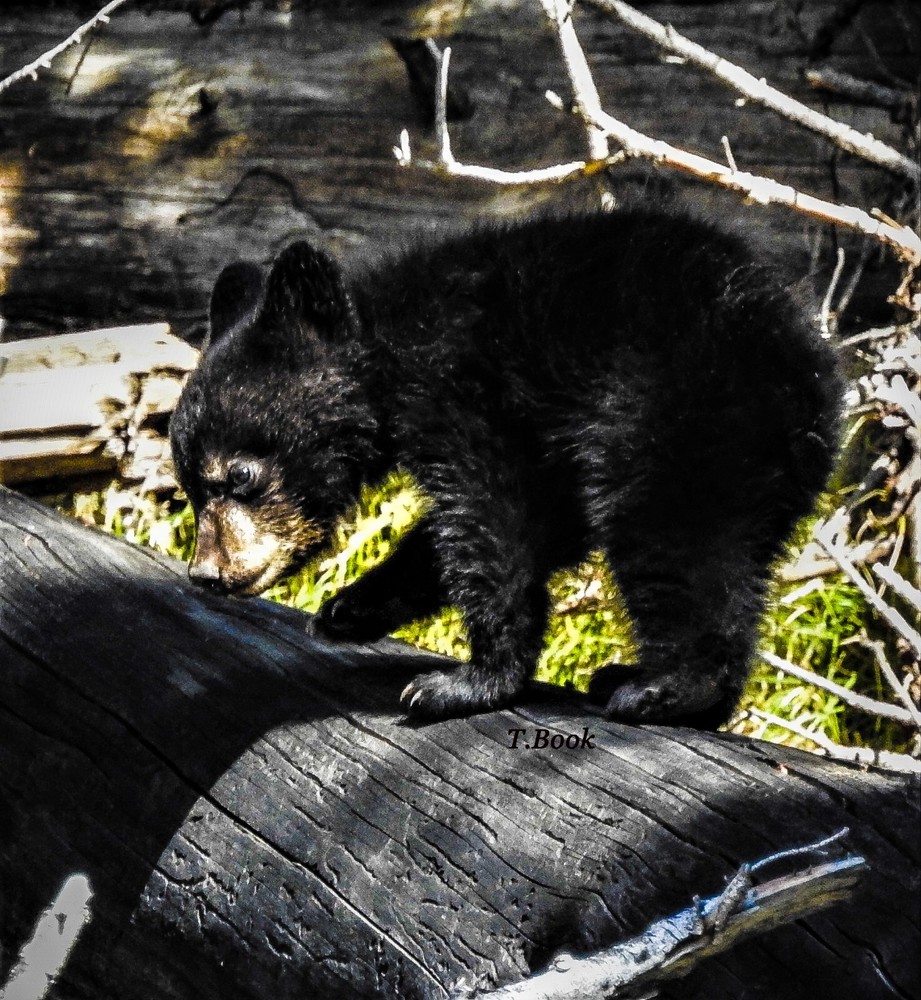 11x14in Lustre Print of Black Bear Cub Playing On Log