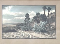 Lg VTG J.M. Garrison Hand Tinted Oil Color Photo Palm Canyon 15.5”x21.5” VGC