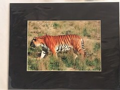 Siberian Tiger Photograph 5×7 Matted To 8×10. Original Art