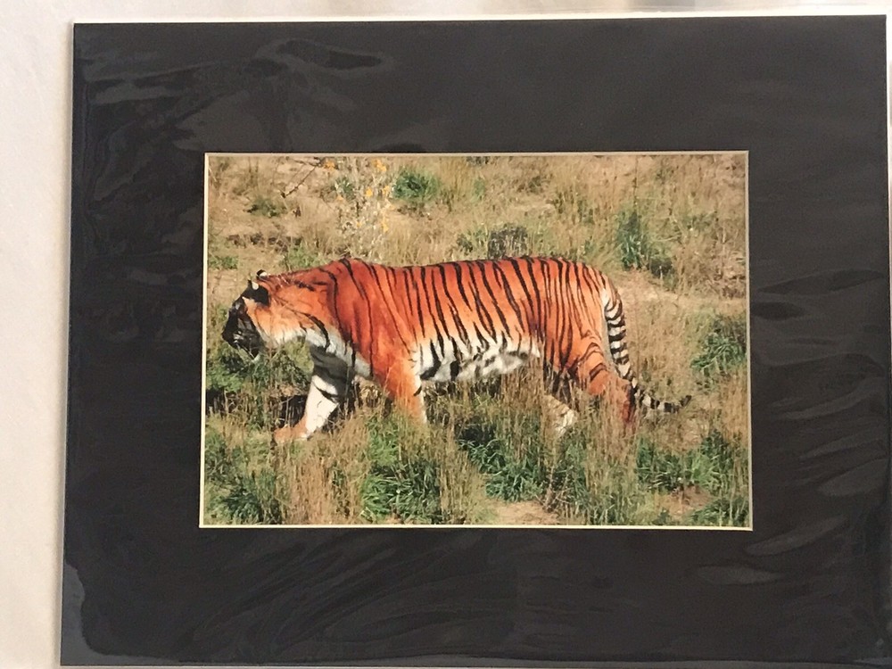 Siberian Tiger Photograph 8×10 Matted To 11×14. Original Art