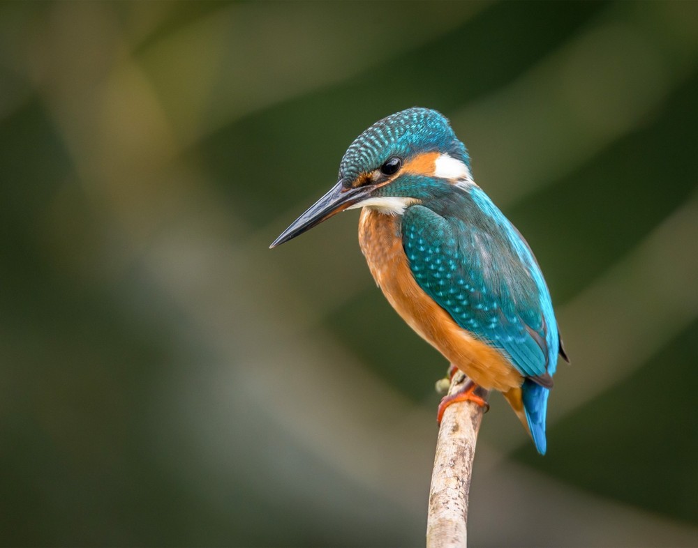 Kingfisher Bird 11×14 Photograph Print 11″x14″ #2