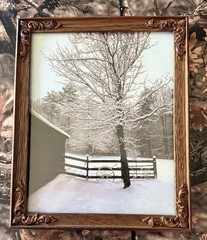Original photograph, ‘Winter Maple’ by Serene Scenes in Maine, 8×10