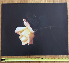 Large Yellow Flower Art Print Original Vintage 1980’s 16″X 21″ #2