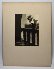 Vintage James W. Howlett Black and White Photograph Focusing on a Potted Plant
