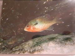 Rock Springs Florida Sun Fish Underwater New Art