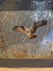 » Osprey » 8×10 Signed / Autographed By Photographer John Bird, Matted RTF