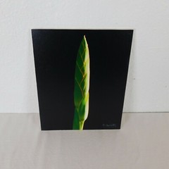 Iris Stem Green Foam Core Mounted Signed D Carlton Photograph Pacific NW Artist