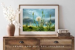 Dandelion Photography Print: Colorado Plains Botanical Stormy Nature Photo