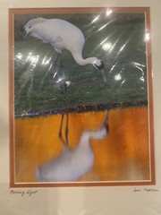 John Martell Art Photograph Print Matted Signed “ Morning Light” Whooping Crane