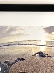SIGNED Photograph Sea Turtles on Beach Chris Doherty Matted & Framed