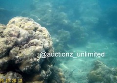 Digital Image Picture Photo Pic Andaman India underwater coral life scuba AND054