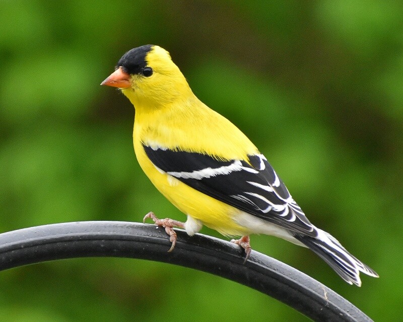 Art Photograph 8×10 American Goldfinch Bird Artist Signed