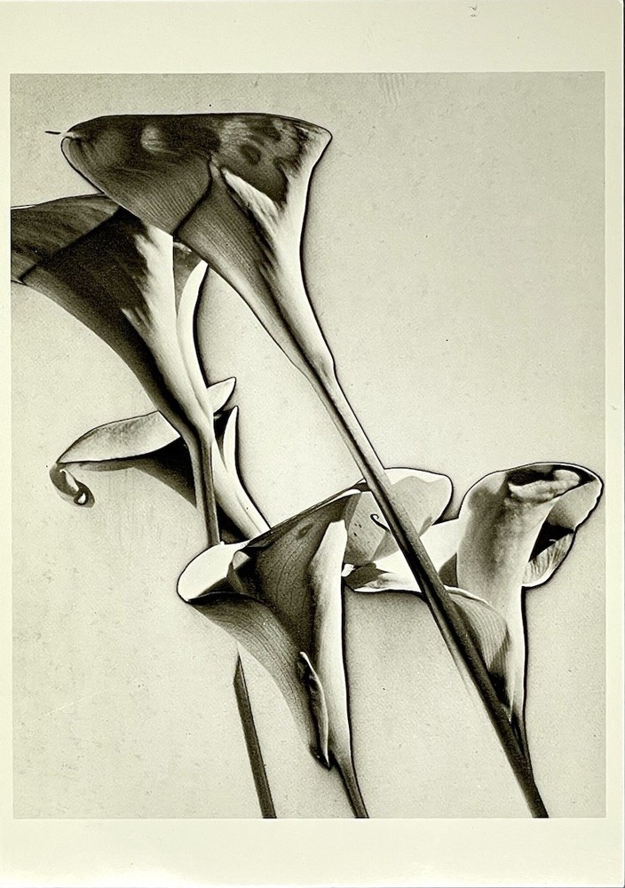 Calla Lilies c. 1930 By MAN RAY Fotofolio Art Print Card 1990s
