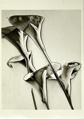 Calla Lilies c. 1930 By MAN RAY Fotofolio Art Print Card 1990s