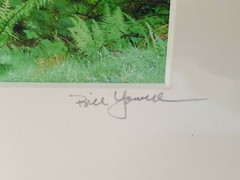 Ireland Forest Moss Ferns Trees Photograph 11 x 14 Matted NEW SEALED County Cork