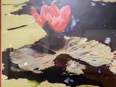 Contemporary “Water Lilies” Framed Colored Photograph by Diane Knight