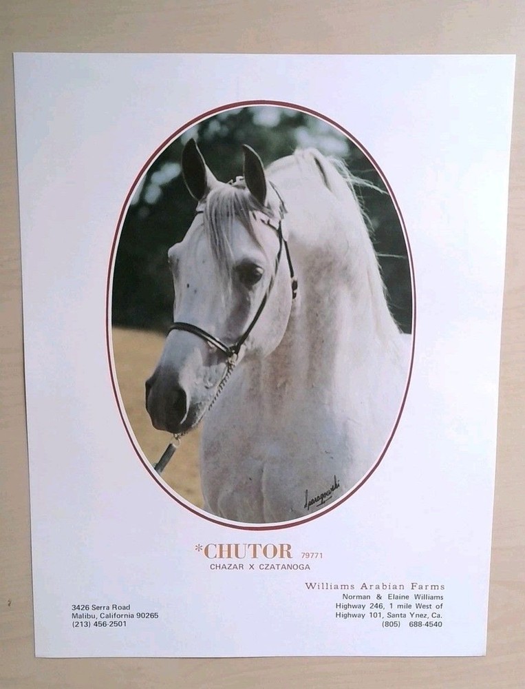 Chutor Arabian Horse Photograph Print Williams Arabian Farms L. Lammoglia