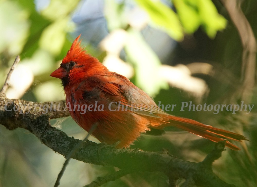Original ACEO photo fine art print 2.5 x 3.5 inches CARDINAL IN TREE red bird