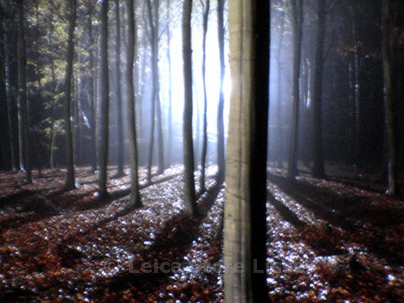 SIGNED DIBOND PICTURE » ALLEGRO TREE » MADE BY TOP MODEL HELENA CHRISTENSEN