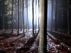 SIGNED DIBOND PICTURE » ALLEGRO TREE » MADE BY TOP MODEL HELENA CHRISTENSEN