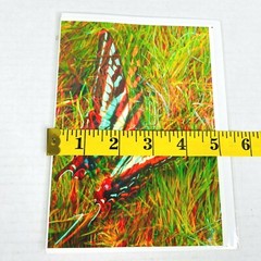 Pale Stonewall Butterfly 3-D 3D Photograph Art Phantom Image Barry Rothstein New