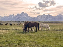 Wild Horses in the Grand Tetons Wyoming Mustang Photography