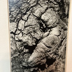 VTG Original Artwork Photography Modernist Black White Tree Bark Signed Soprano