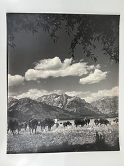 Vintage Large Black & White Photography Print Cattle Ranch Western Cowboys Rural
