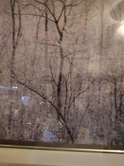 Eliot Porter Print Redbud Tree In Bottom Land Formatting’s Professional Framed