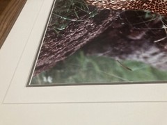 Thomas Mangelsen «African Nightfall» Leopard Signed Numbered Photograpic Print