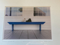 BILL COLEMAN * Detente *Cat and Boot* Signed * Amish #1478 AP *Matted and Framed