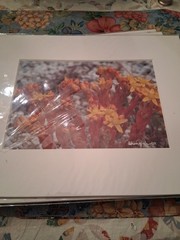 Sherry hunter Floral Flower Photograph Matted Unframed Mint