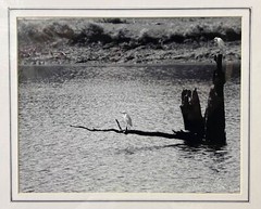 Matted black and white photograph signed 11 x 14 inch white birds Texas lake