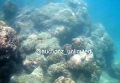 Digital Image Picture Photo Pic Andaman India underwater coral life scuba AND036
