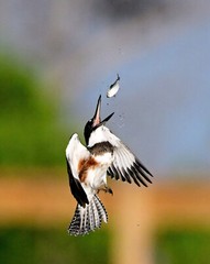 An 8×10 color print of a kingfisher tossing a fish in the air while flying