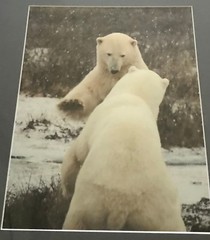 Professionally Framed & Matted: Churchill Polar Bears