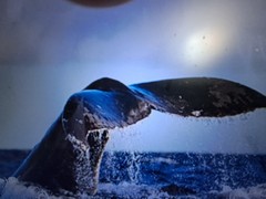 Gallery Sweet Professional Photography Deep Dive Whale Photography 11.5 » x 15.5