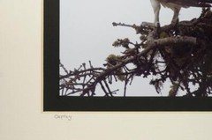 Tom Adams Nature Photography Osprey Wildlife Bird Oregon B&W Photo Art 11X14